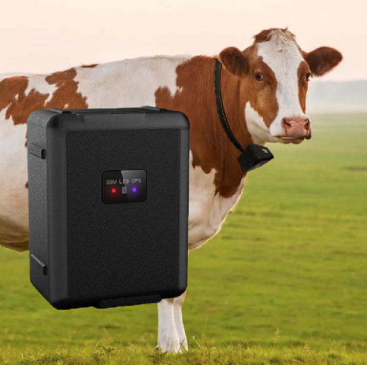 RF-V55 The wireless large battery 4G GPS tracker is suitable for large animals such as cows and horses in countries/regions such as Europe and the United States